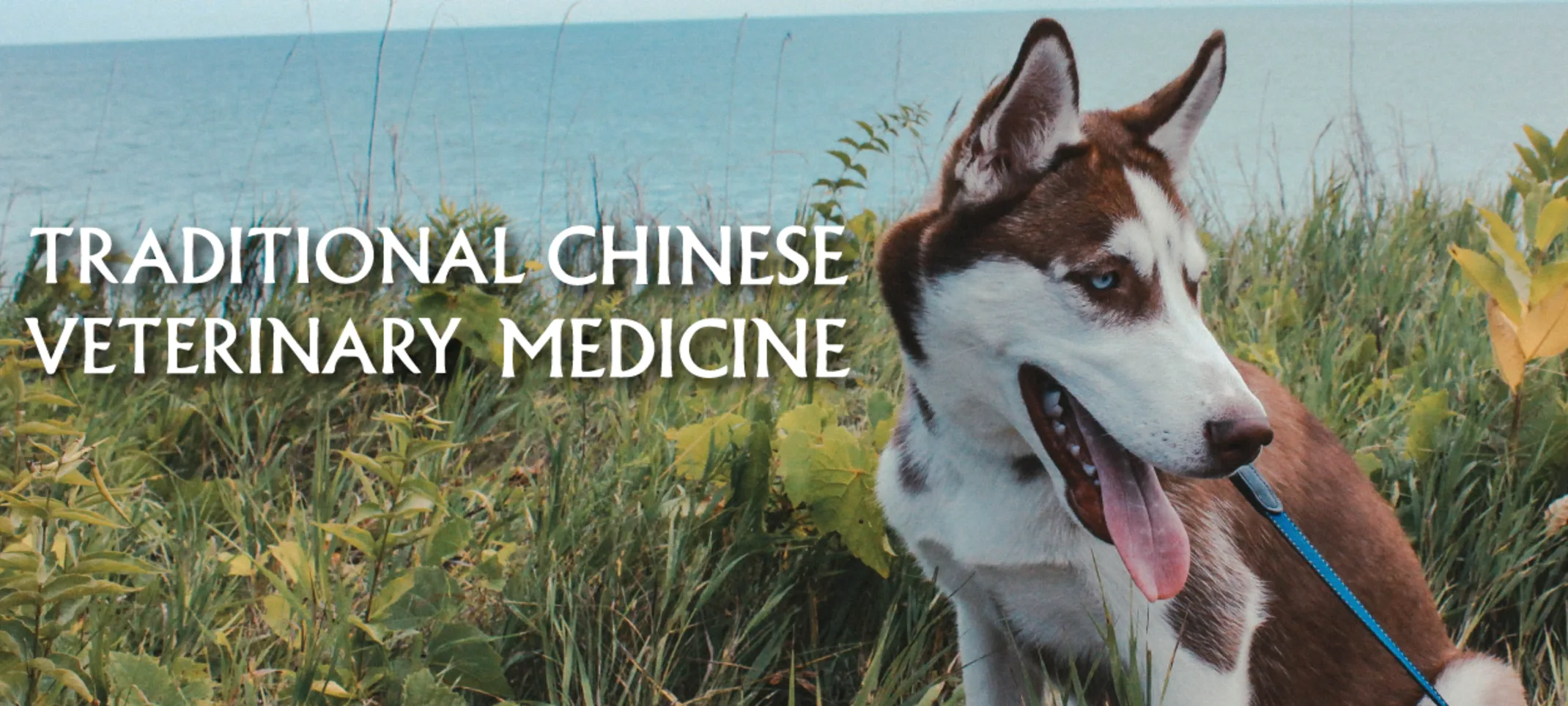 TCVM Tradition Chinese Medicine 
